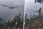 Muže během plavání napadl aligátor. Incident se štěstím přežil.