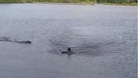 Muže během plavání napadl aligátor. Incident se štěstím přežil.