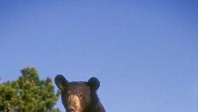 V Rumunsku se v poslední době množí případy nepříjemných zážitků turistů s medvědy.