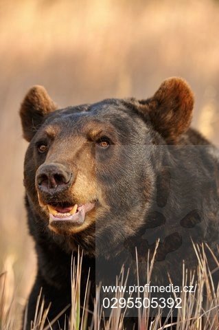V Rumunsku se v poslední době množí případy nepříjemných zážitků turistů s medvědy.