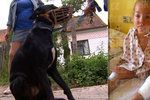 Labrador pokousal holčičku. Lékařka ji kvůli bolestem uspala.