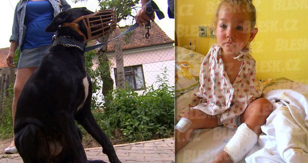 Zvrat v případu útoku psa: Labrador napadl bezrukou Lilienku!