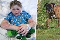 Chlapečka (7) napadl agresivní pes: Neví se, zda bude moci někdy psát