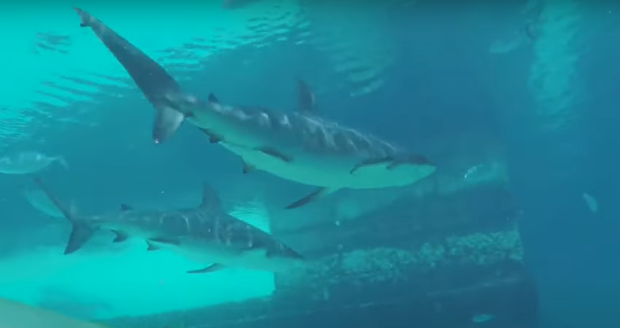 Horor v dovolenkovém ráji: V rekreačním středisku žralok pokousal chlapce!
