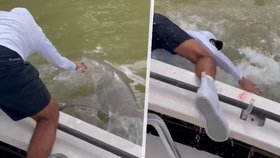 Drsný útok paryby: Žralok stáhl rybáře pod hladinu během mžiku!