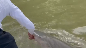 Děsivý útok žraloka zachycen na kameru: Oběť neuposlechla varování!