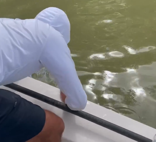 Děsivý útok žraloka zachycen na kameru: Oběť neuposlechla varování!