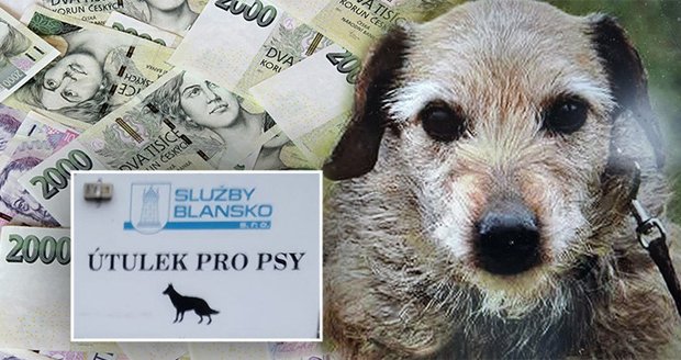 Fenka, kterou si hýčkal senior z Blanenska. Svůj majetek odkázal tamnímu útulku. Fenka, kterou si hýčkal senior z Blanenska. Svůj majetek odkázal tamnímu útulku.
