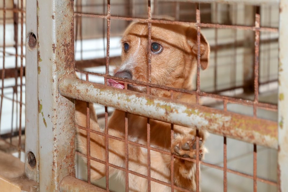 Zaměstnanci CZECH NEWS CENTER pomohli opuštěným psům v útulku v Jimlíně
