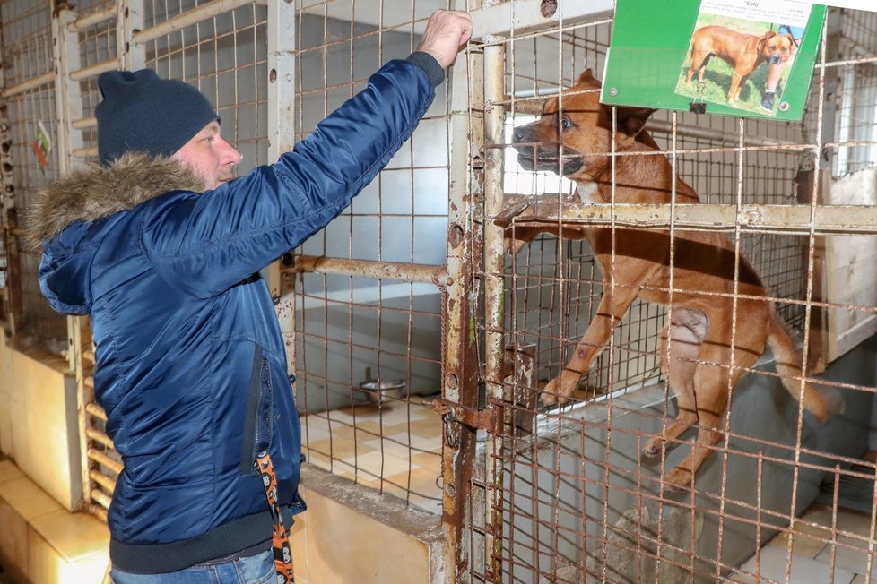 Zaměstnanci CZECH NEWS CENTER pomohli opuštěným psům v útulku v Jimlíně.