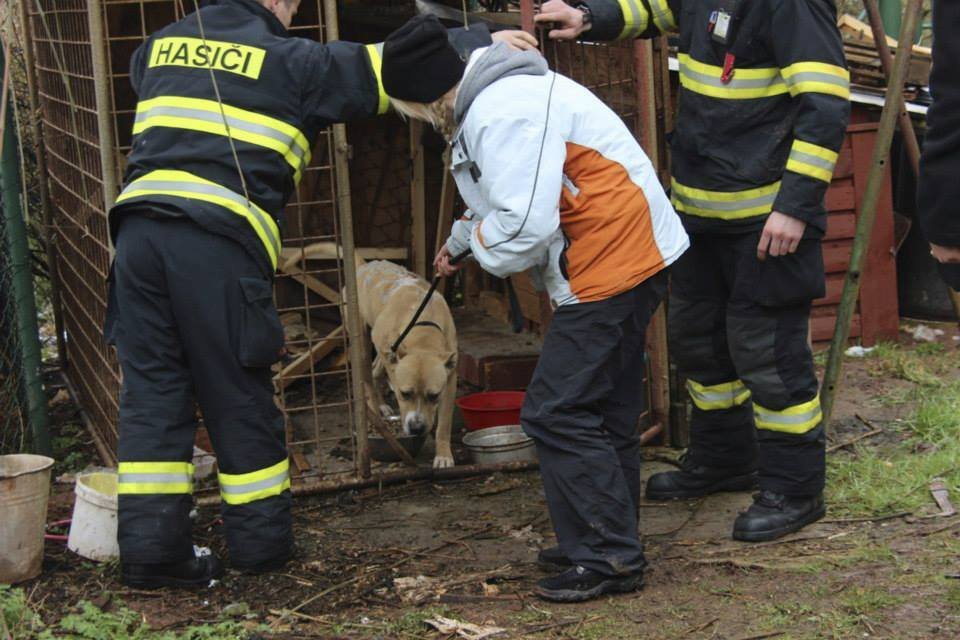 Pracovnice záchytné stanice při odebírání staforda...