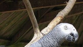 Papoušek šedý žako (ilustrační foto)