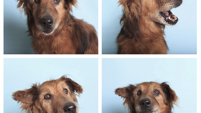 Útulek nabízí psi a kočky pomocí pasových fotografií