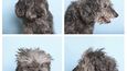 Útulek nabízí psi a kočky pomocí pasových fotografií