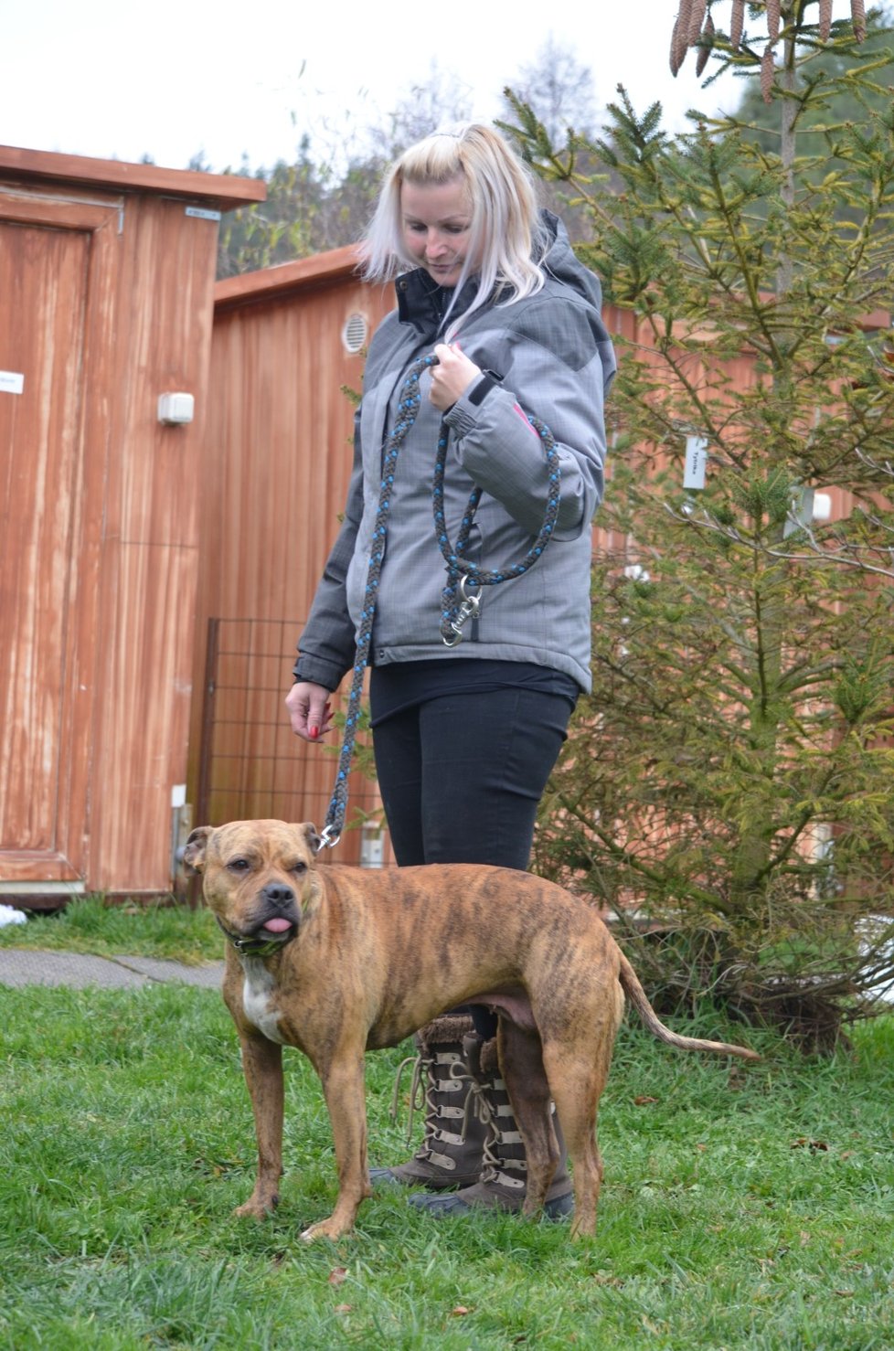 Tato úžasná fenka, kříženka pitbula a staforda nemůže najít nový domov. Přitom je bezproblémová, milá i na děti, nesmí se ale dostat do kontaktu s jinými fenami.