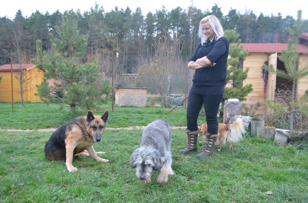 Svěřenci, o které se útulek stará, mají velmi pohnuté osudy. Většina z nich byla týraná tak, jako bývalý policejní pes Cir.