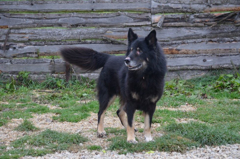 To je roky. U tohoto pejska zbývá doléčit mu oči. Pak i on bude hledat nový domov