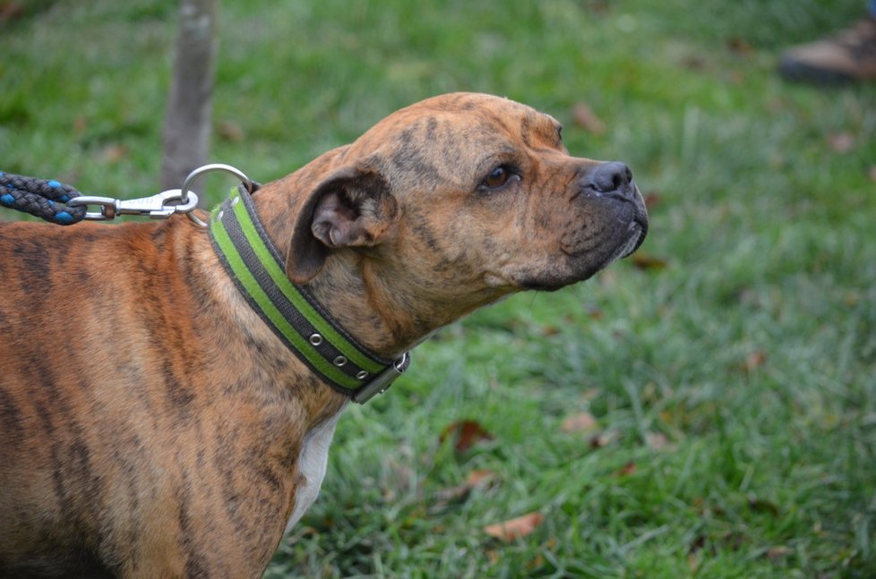 Tato úžasná fenka, kříženka pitbula a staforda nemůže najít nový domov. Přitom je bezproblémová, milá i na děti, nesmí se ale dostat do kontaktu s jinými fenami.