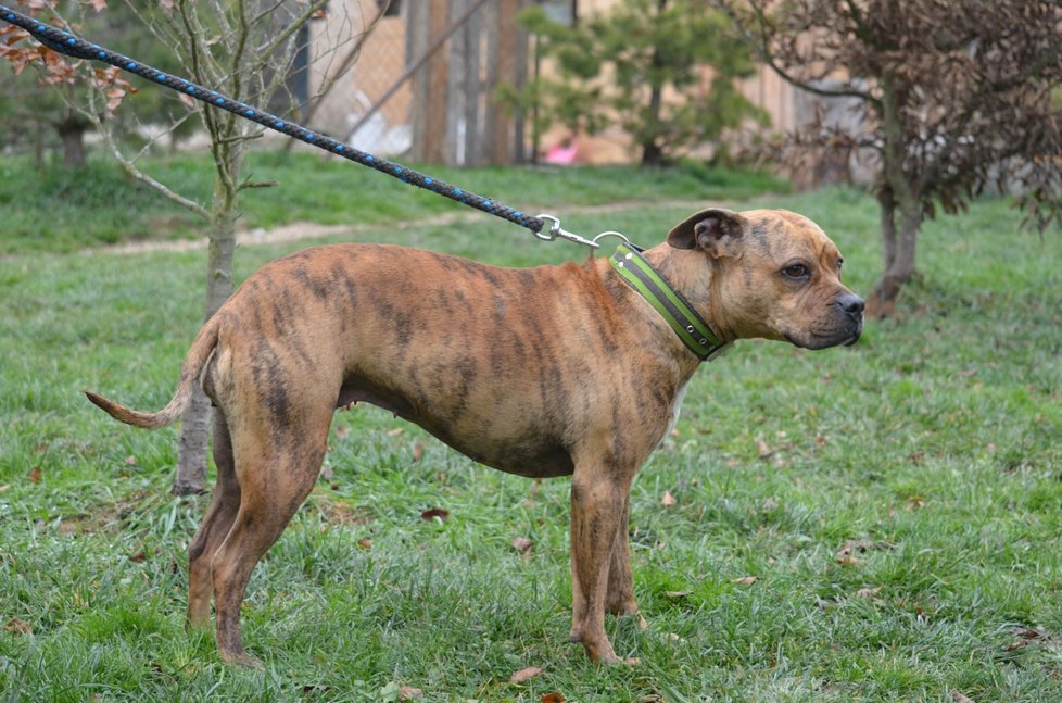 Tato úžasná fenka, kříženka pitbula a staforda nemůže najít nový domov. Přitom je bezproblémová, milá i na děti, nesmí se ale dostat do kontaktu s jinými fenami.