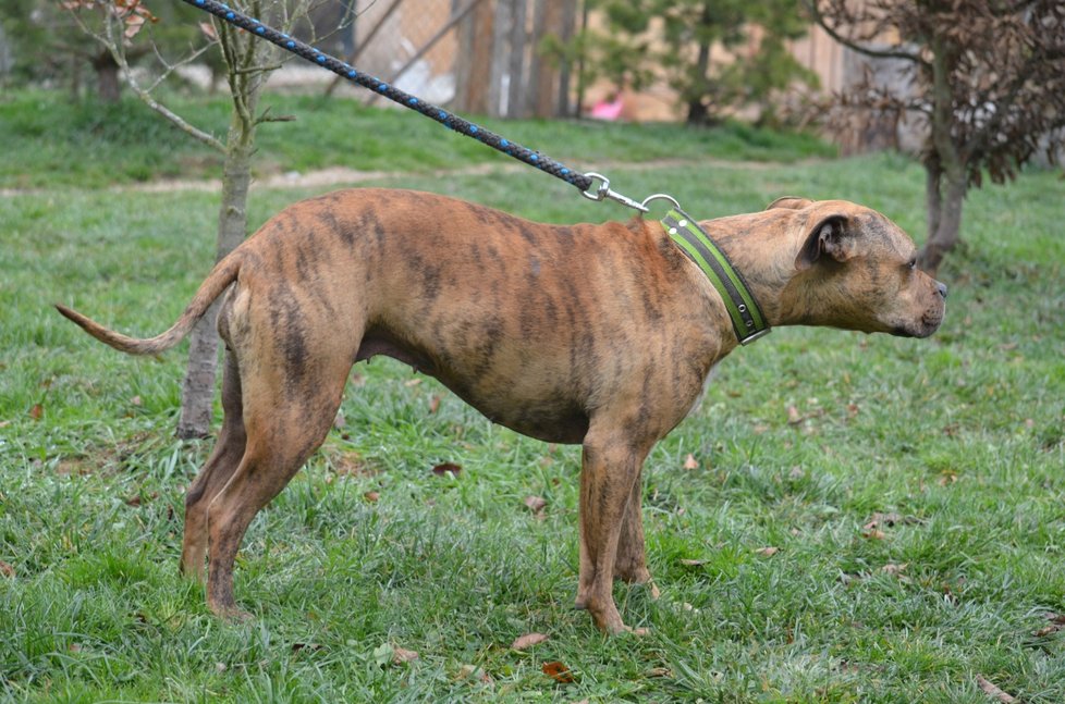 Tato úžasná fenka, kříženka pitbula a staforda nemůže najít nový domov. Přitom je bezproblémová, milá i na děti, nesmí se ale dostat do kontaktu s jinými fenami.