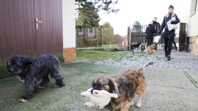 Jezevčice Sendy nám dala spokojenost najevo tím, že přinesla ukázat svou hračku.