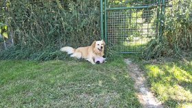 Moris v útulku U Šmudliny v Tachově