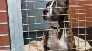 Domov ztracených psů: Živý dárek nemusí být vítaný