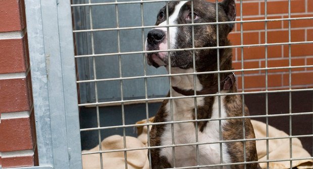 Domov ztracených psů: Živý dárek nemusí být vítaný