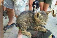 Kotě na Blanensku uvízlo za obkladem: Hasiči museli fasádu rozřezat, aby ho zachránili
