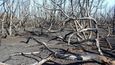 Už tak pokroucené „tancující“ borovice předloni dorazil požár, který zničil 130 hektarů lesa.