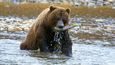 Úžasnou atrakcí je pozorování medvědů grizzly při lovu lososů