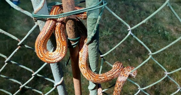 Had se vyhříval, až ztuhl: Výrazně zbarvenou užovku vymotávali pardubičtí hasiči z plotu