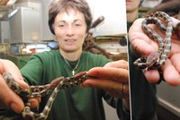 Jihlavská zoo zabodovala: Unikátně odchovala užovky