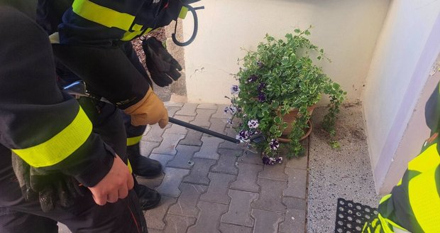 Hasiči odchytli v psychiatrické léčebně v Dobřanech užovku obojkovou a vypustili ji zpět do přírody.