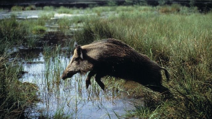 V centru Berlína řádil divočák, který zranil nejméně čtyři lidi.