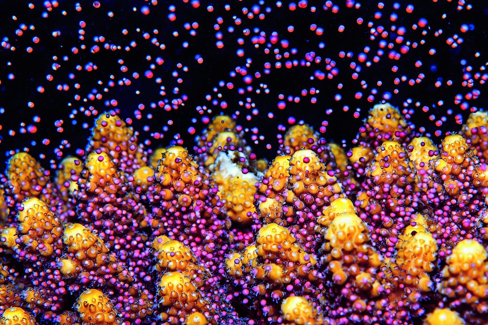 Koráli, jako je vyfotografovaný VĚTEVNÍK KOŠATÝ (Acropora florida), se rozmnožují pouze jednou ročně, obvykle v době úplňku. Všichni ti drobní tvorečkové naráz vypouštějí vajíčka a spermie a jejich vzájemné oplodnění nechávají na mořských proudech.