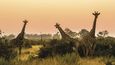 Svítání patří na safari k těm nejsilnějším zážitkům