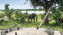 Botswanské safari kempy nejsou ohrazené a sloni jsou zde běžnými návštěvníky