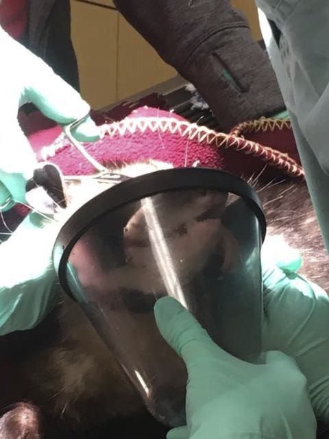 Operace zraněné vačice