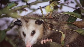 Mrtvý tvor měla být nakonec vačice opossum.