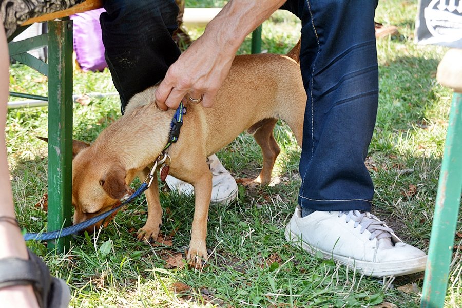 Před třemi týdny si do života přivedli Simba. Objevili ho skrz facebookovou skupinu nabídek pejsků.