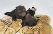 Medvíďata si přestávají hrát, jen když spí nebo se krmí.
