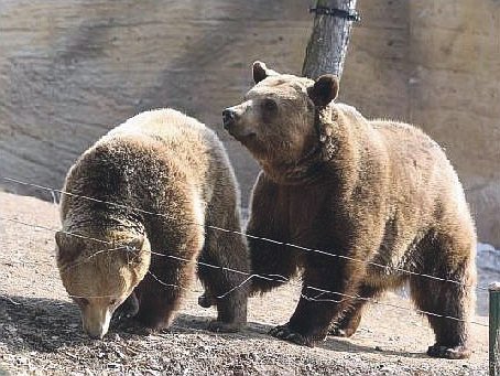 Honzík a Eliška (10) našli domov v plzeňské zoo.