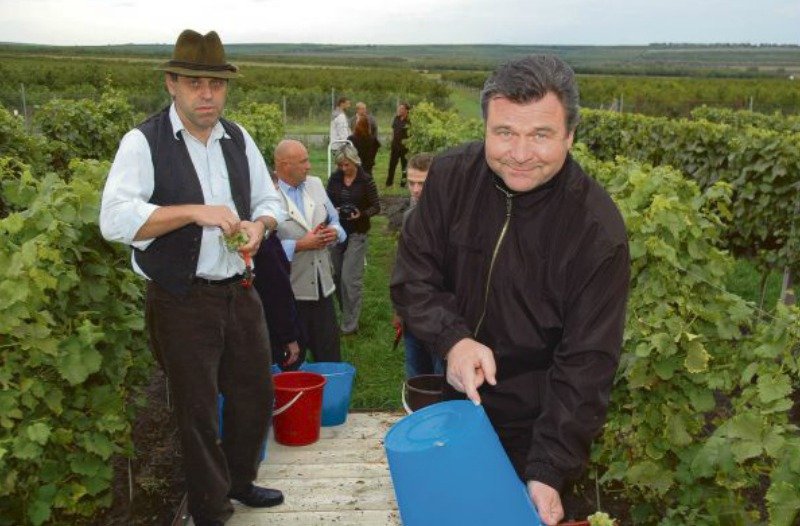 V jedničce si Václav zkusil i sklizeň hroznů ve Velkých Bílovicích.