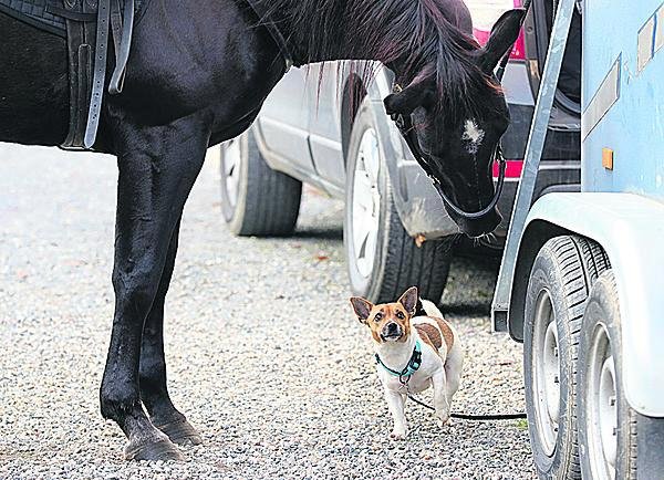 S castingem pomáhal i kůň ze stájí Horses for film, kterého doprovodil i jeho psí kamarád, který se sám castingu nezúčastnil.