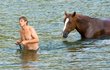Vydra vyvádí koně z vody