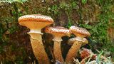 Václavky: Skvělé houby do guláše i octového nálevu, ale pozor na správnou úpravu