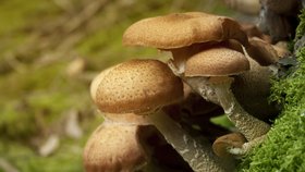 Václavka smrková, skvělá houba do guláše. Víte, kde je její největší naleziště?