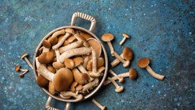Recepty z václavek: Co připravit z oblíbených podzimních hub?