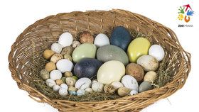 Barevná vajíčka exotických ptáků jsou ze sbírky kurátora pražské zoo Antonína Vaidla, kterou vytváří několik let. Jde pouze o neoplozená vejce.